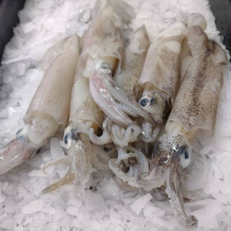 Calamar patagónico