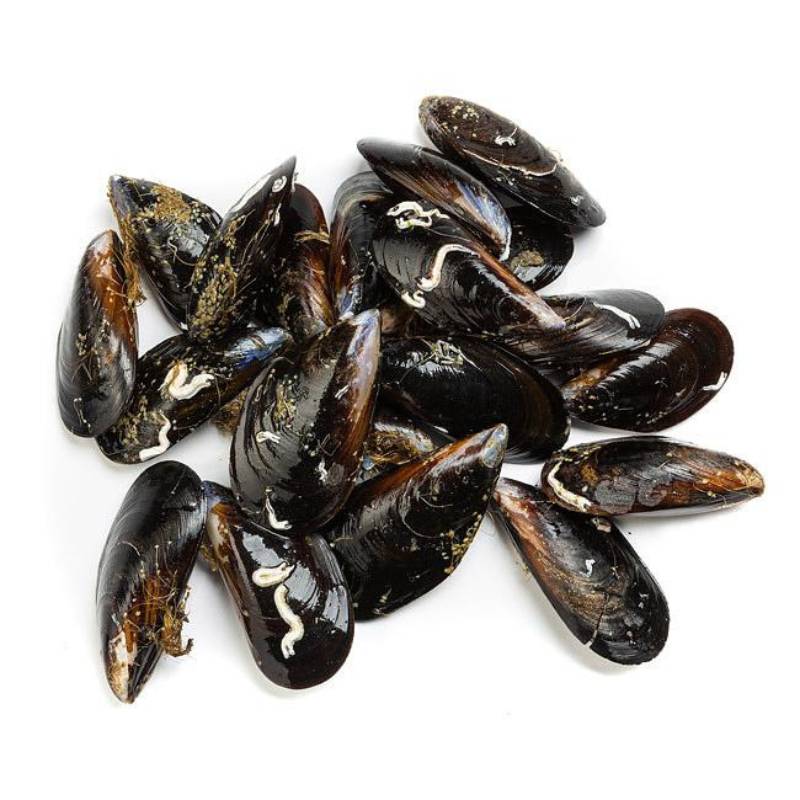 Mejillones