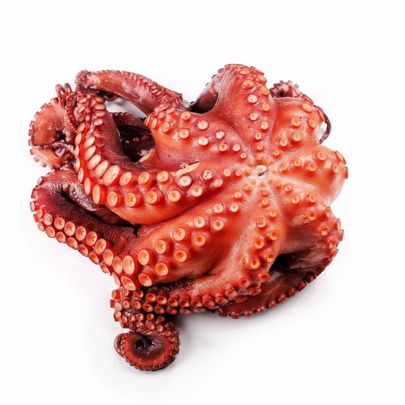 Pulpo cocido