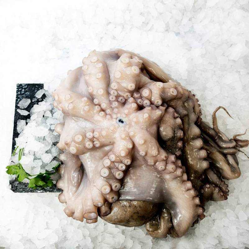 Pulpo