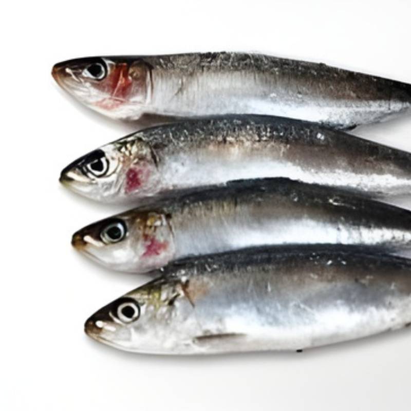 Sardina