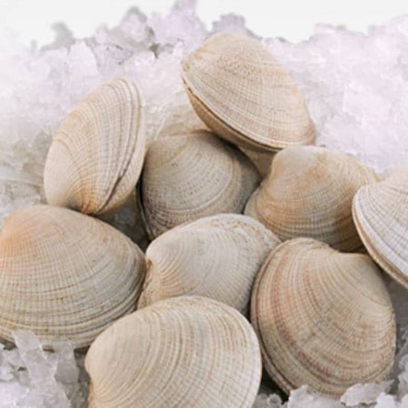 almejas