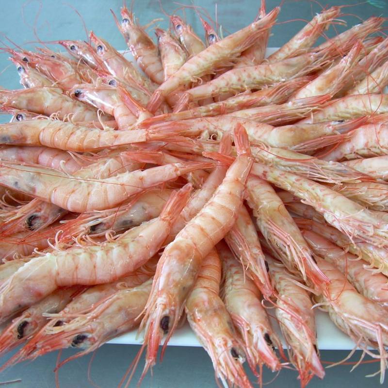 gamba blanca