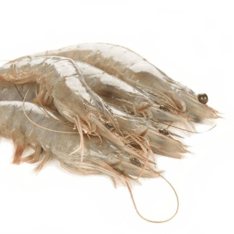 langostino vennamei