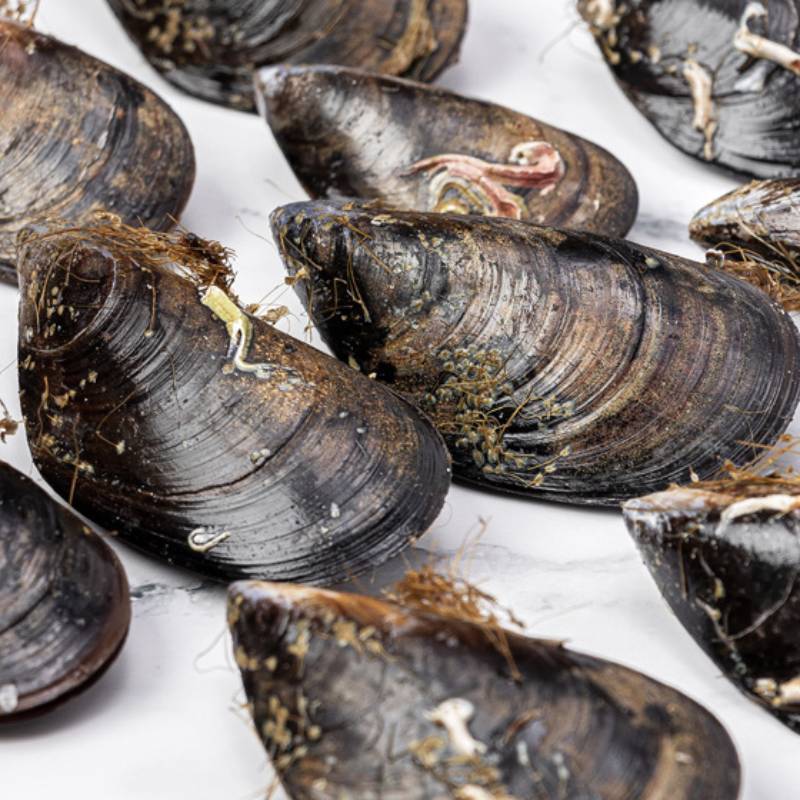 mejillones